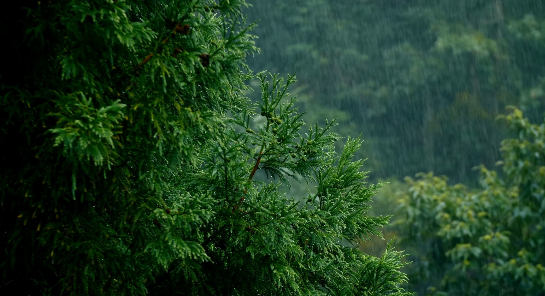 Foggy Forest Rain 4K Live Wallpaper