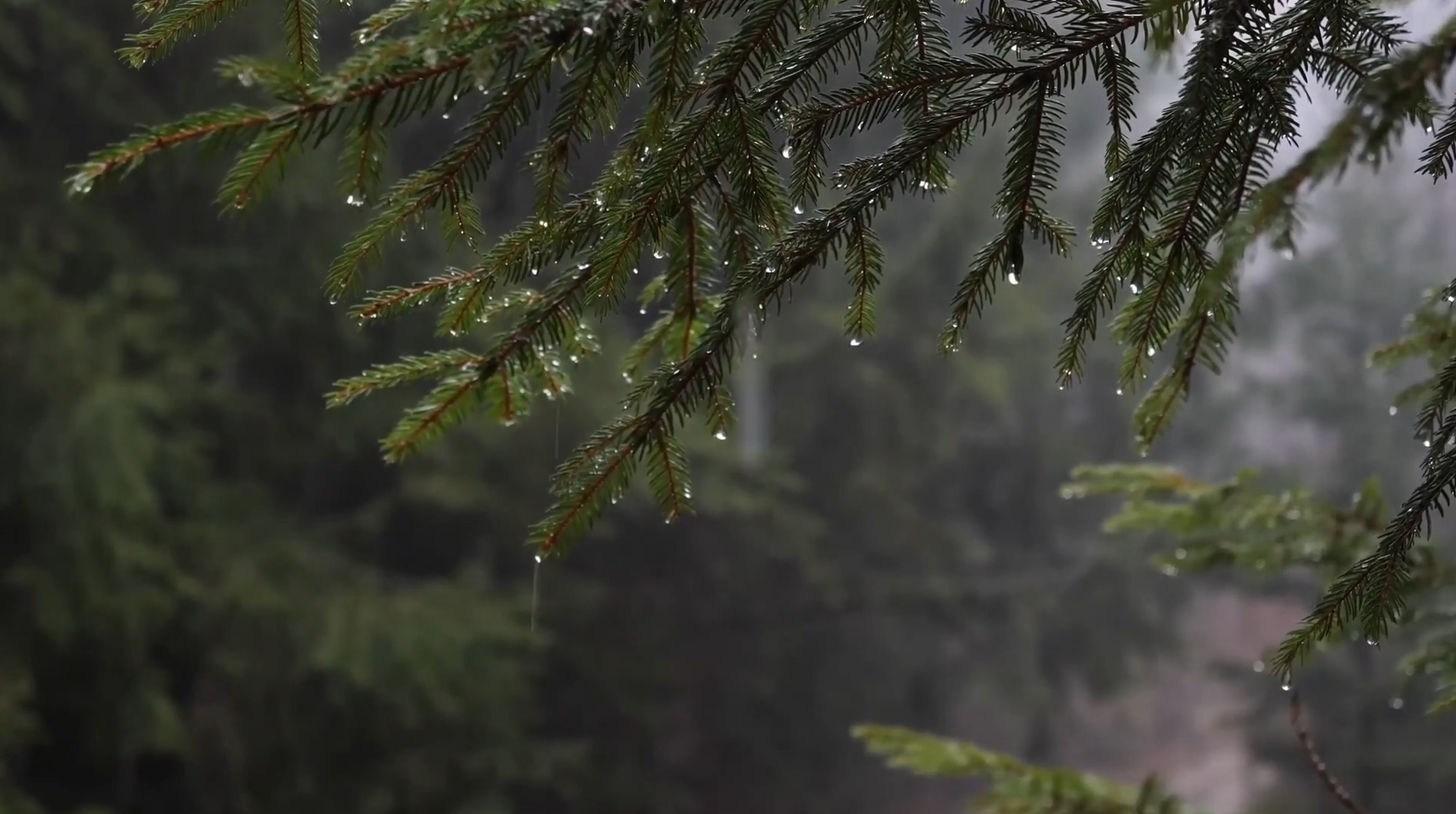Pine Forest Rain 4K Live Wallpaper